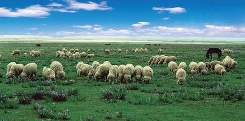 念好“融字诀” 擦亮“金招牌”嘎鲁图镇:羊产业联农带农创出“好钱景”